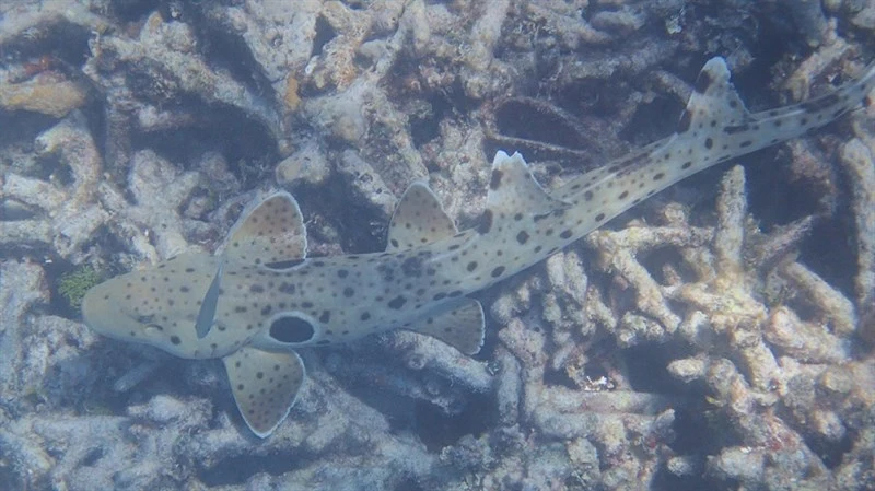 Epaulette shark, Queensland Epaulette Shark, Blind Shark, Itar Shark, Epaulette Shark, Hemiscyllium ocellatum
