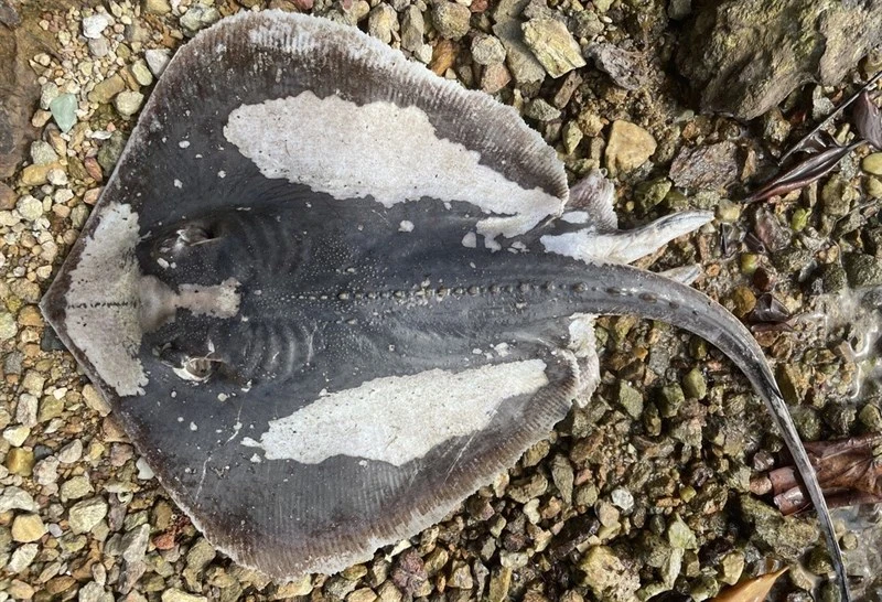 Bennett's stingray, , Hemitrygon bennettii