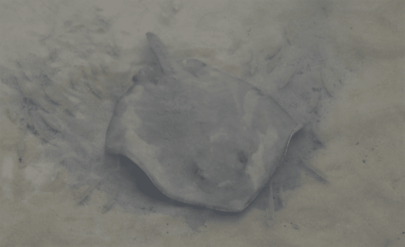 Estuary stingray, , Hemitrygon fluviorum