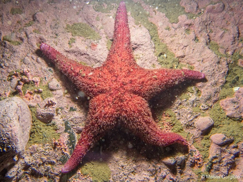 , Henricia obesa