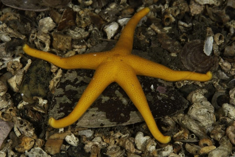 , Henricia perforata