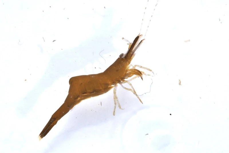 , Heptacarpus geniculatus