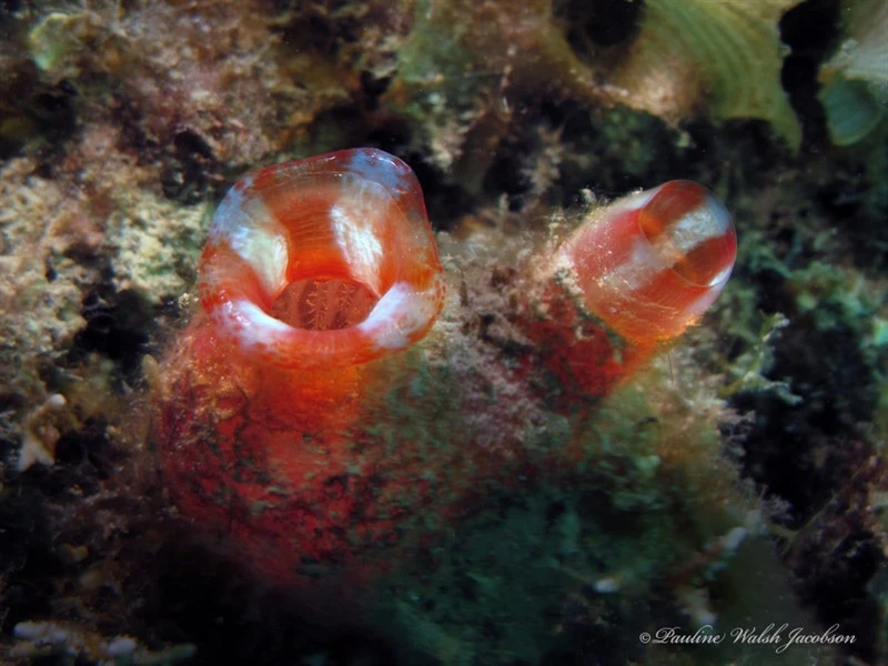 , Herdman's Sea Squirt, Giant Pink Ascidian, Red-lipped Ascidian, Red Throated Ascidian, Herdmania momus