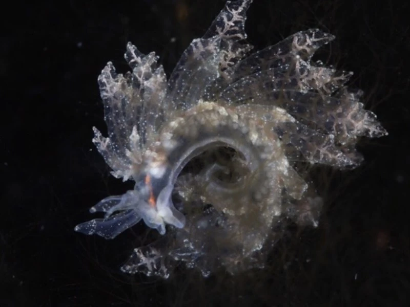 , Supsucking Slug, Hermaea bifida