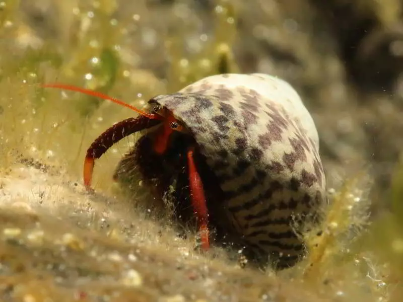 Hermit-Crab-clibanarius-erythropus-Mediterranean-Sea-crustacea-species-image-red-scuba-diving-canary-islands