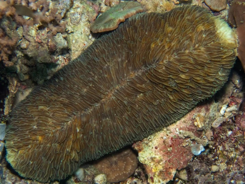 , Tongue Coral, Slipper Coral, Boomerang  Coral, Striate Boomerang Coral, Herpolitha limax