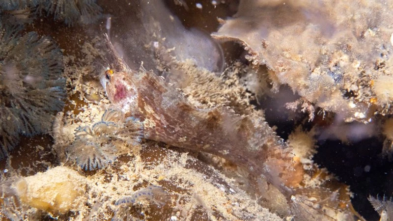 Kelp weedfish, , Heteroclinus eckloniae