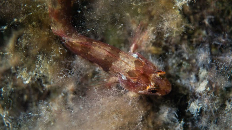 Ogilby's weedfish, , Heteroclinus heptaeolus