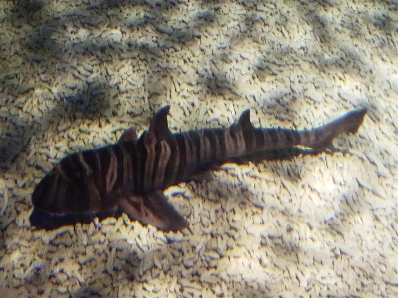 Zebra bullhead shark, Zebra Bullhead Shark - Heterodontus zebra, Heterodontus zebra