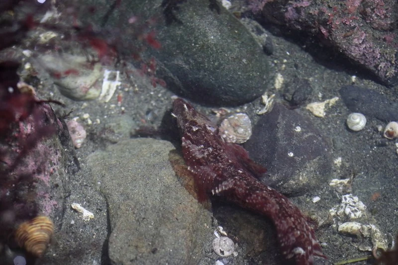 Masked greenling, Hexagrammos octogrammus, Hexagrammos octogrammus