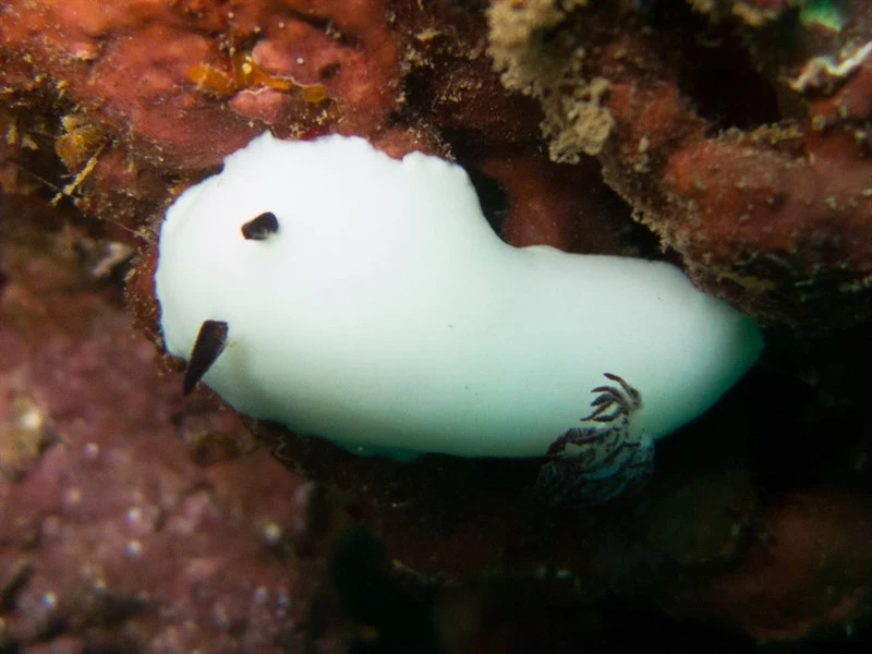 , Fellow's Nudibranch,Snowball Sea Slug, Hiatodoris fellowsi
