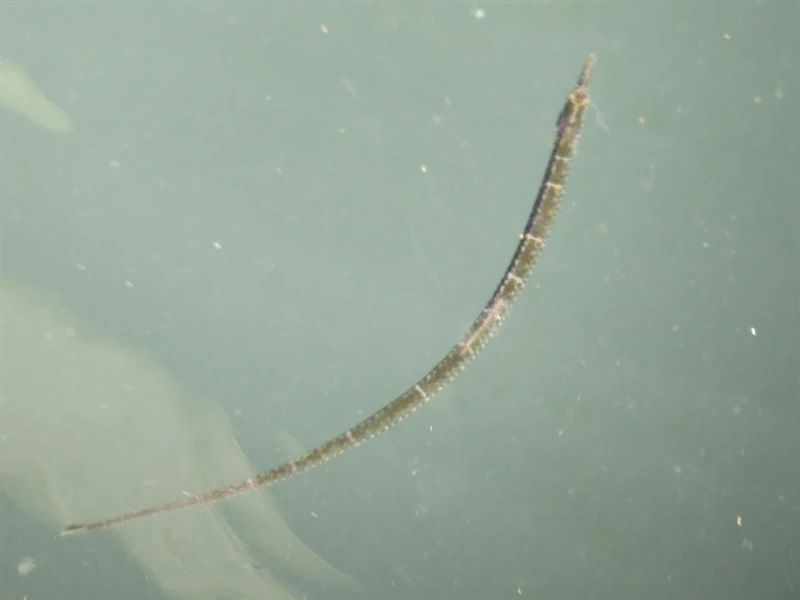 Beady pipefish, Beady Pipefish - Hippichthys penicillus, Hippichthys penicillus