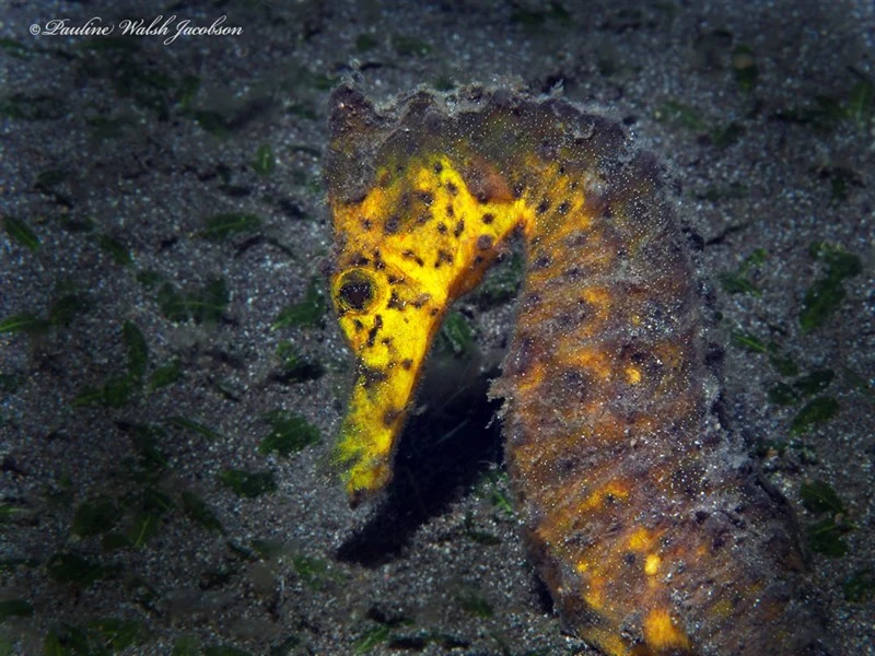 Spotted seahorse, Spotted Seahorse, Estuary Seahorse, Hippocampus kuda