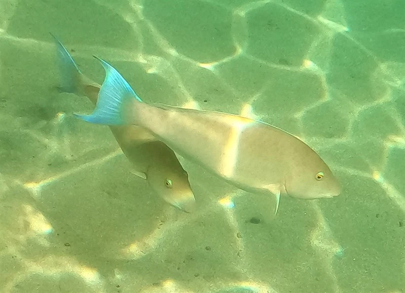 Candelamoa parrotfish, Candelamoa Parrotfish - Hipposcarus harid, Hipposcarus harid