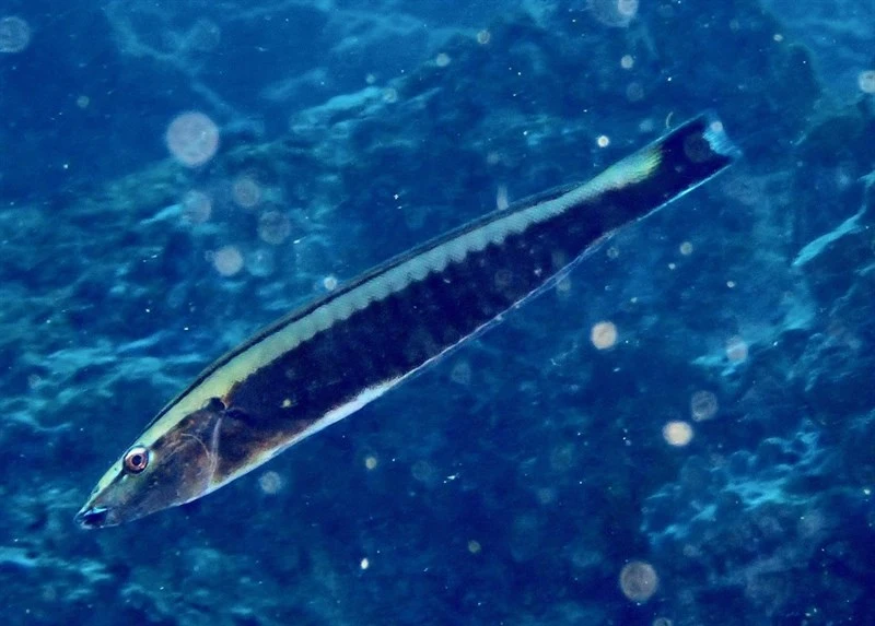 Ring wrasse, Narrow-banded Rainbowfish, Ringed Wrasse, Ringwrasse, Ring Wrasse, Hologymnosus annulatus