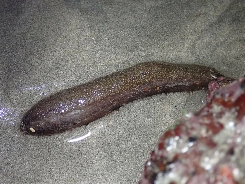 , Sea Cucumber - Holothuria flavomaculata, Holothuria flavomaculata
