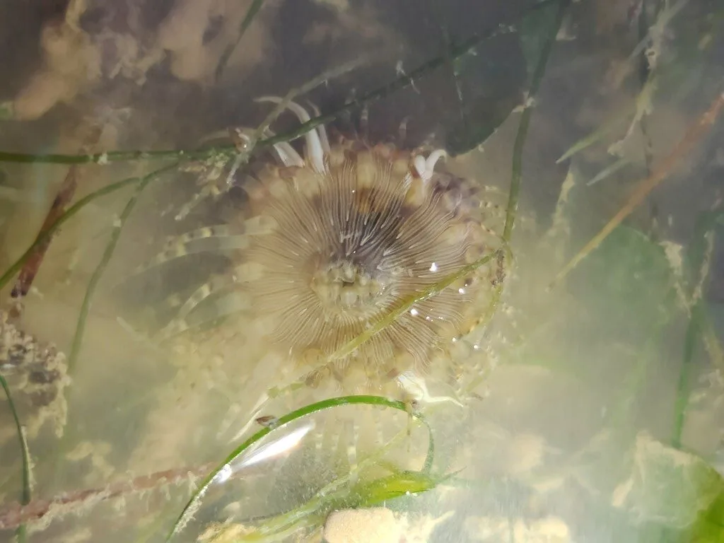 , Hormathianthus tuberculatus, Hormathianthus tuberculatus