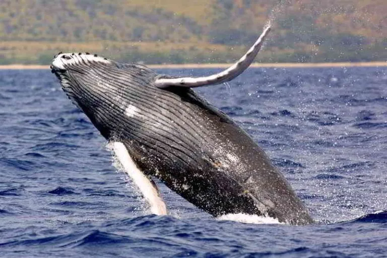 Humpback-Whale-species-Canary-islands-Megaptera-novaeangliae-Tenerife-Fuerteventura-Lanzarote-Whalewatching-Gran-Canaria-La-Palma-Gomera-El-Hierro-Atlantic-Ocean