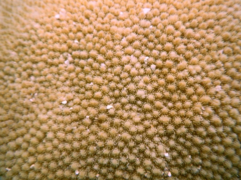 , LPS Coral, Hydnophora microconos
