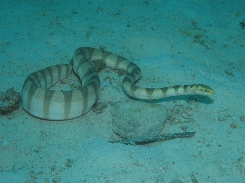 , Hydrophis lamberti, Hydrophis lamberti