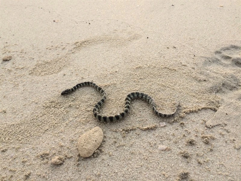 , Persian Gulf Sea Snake, Arabian Gulf Sea Snake - Hydrophis lapemoides, Hydrophis lapemoides