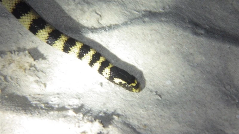 , Hydrophis melanocephalus, Hydrophis melanocephalus