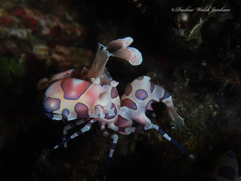 , Harlequin Shrimp, Hymenocera picta