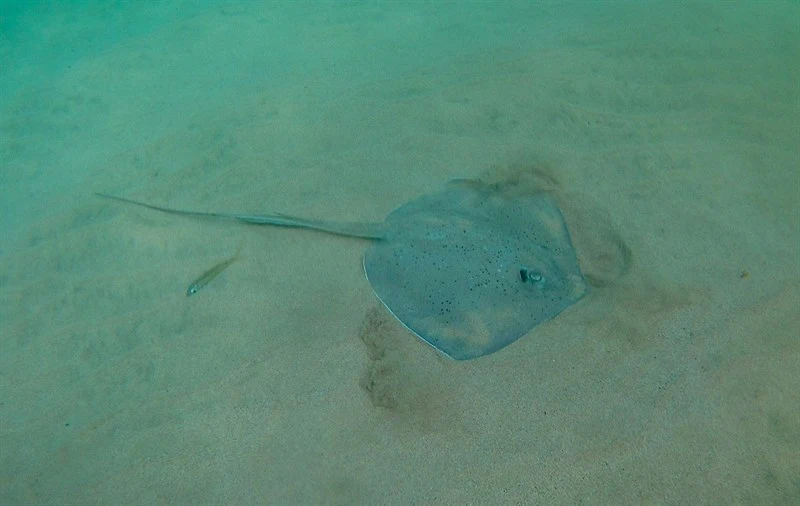 , Hypanus berthalutzae