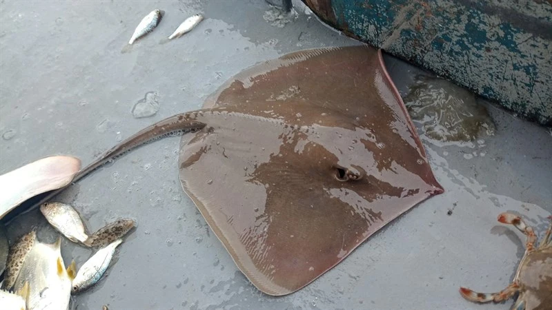 Longnose stingray, , Hypanus guttatus