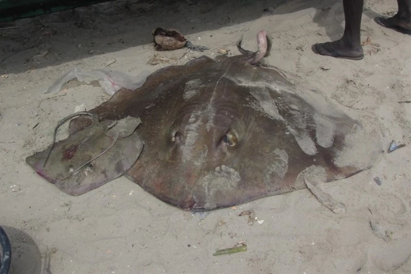 Smalltooth stingray, Hypanus rudis, Hypanus rudis