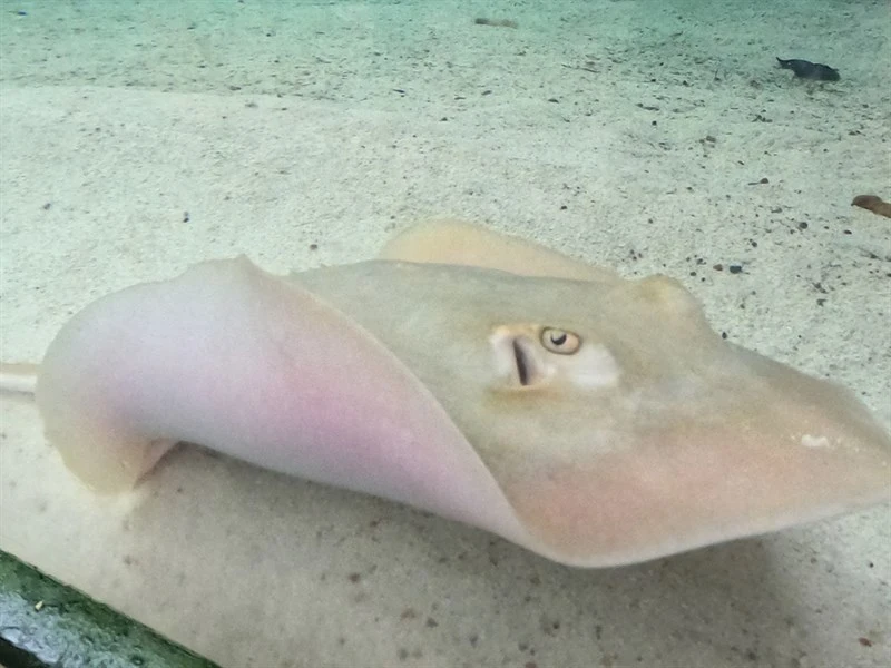 Atlantic stingray, Atlantic Stingray - Hypanus sabinus, Hypanus sabinus