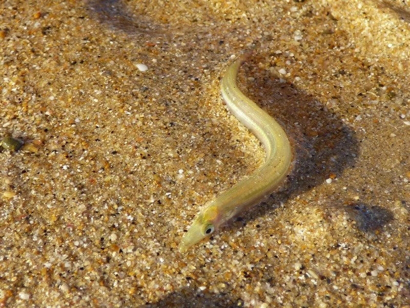 Great sandeel, Great Sandeel - Hyperoplus lanceolatus, Hyperoplus lanceolatus