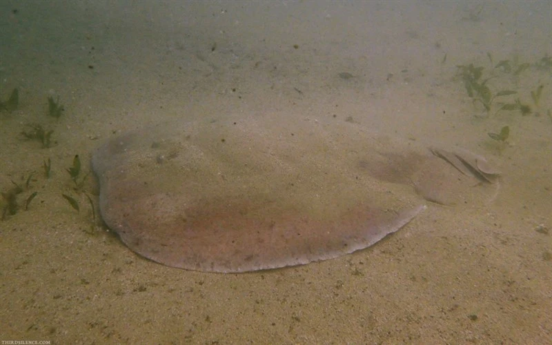 Coffin ray, Australian Numbfish, Coffin Ray, Crampfish, Cramp-fish, Electric Ray, Numb Ray, Numbfish, Numb-fish, Numbie, Short-tail Electric Ray, Short-tailed Electric Ray, Torpedo, Hypnos monopterygius