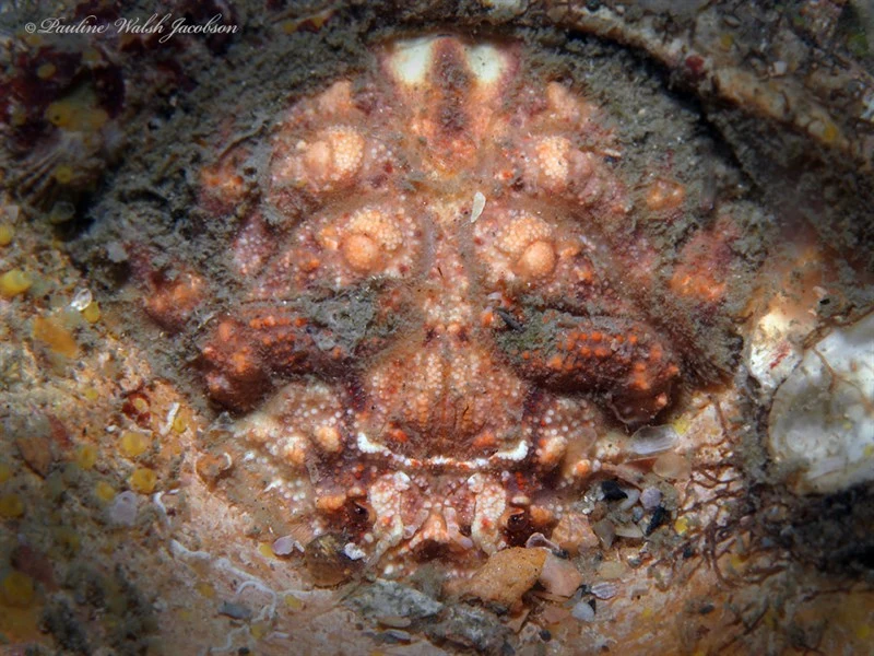 , Hypoconcha parasitica