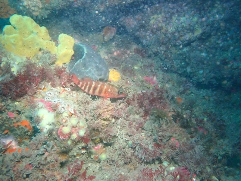 Redbanded perch, Redbanded Perch - Hypoplectrodes huntii, Hypoplectrodes huntii