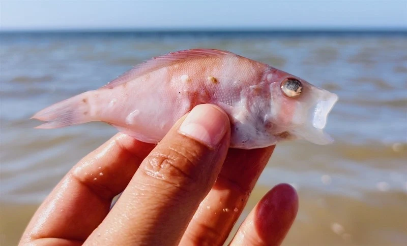 Florida hamlet, Florida Barred Hamlet, Florida Hamlet - Hypoplectrus floridae, Hypoplectrus floridae