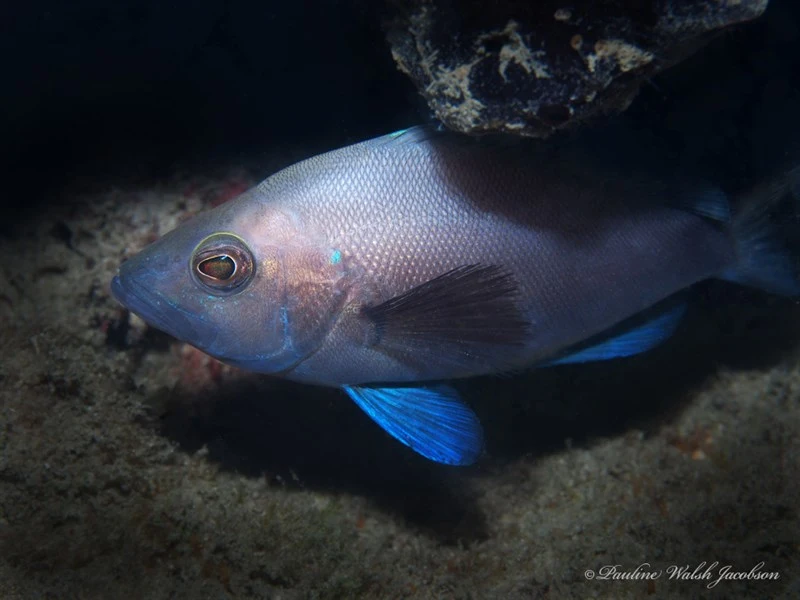 Black hamlet, Black Hamlet, Black Snapper, Hypoplectrus nigricans