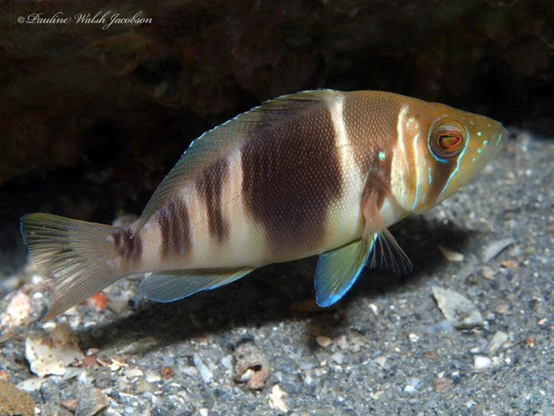 Barred hamlet, Barred Hamlet, Hypoplectrus puella