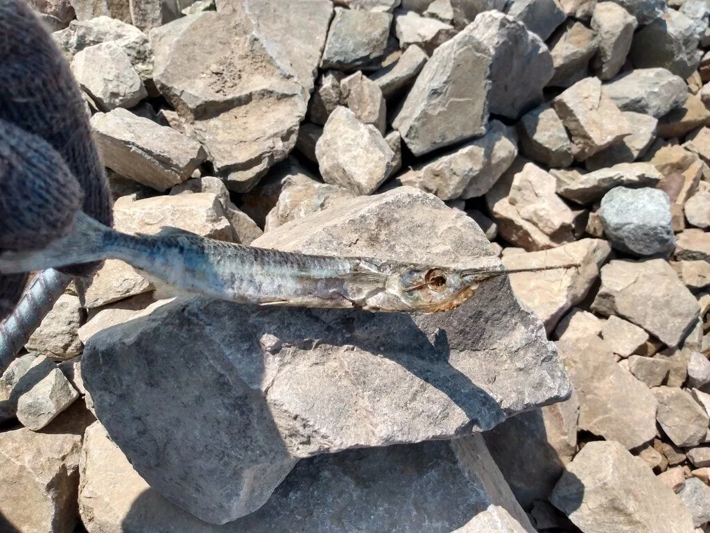 Pacific silverstripe halfbeak, Hyporhamphus naos, Hyporhamphus naos