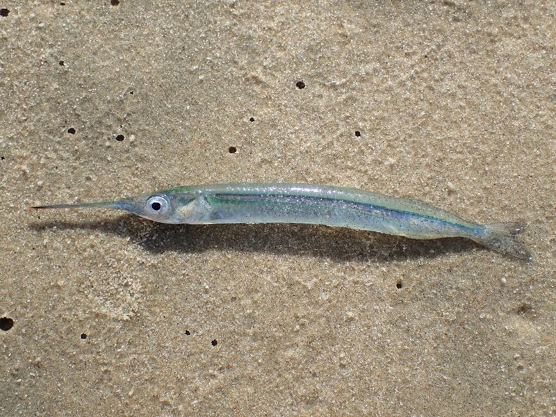 African halfbeak, Hyporhamphus picarti, Hyporhamphus picarti