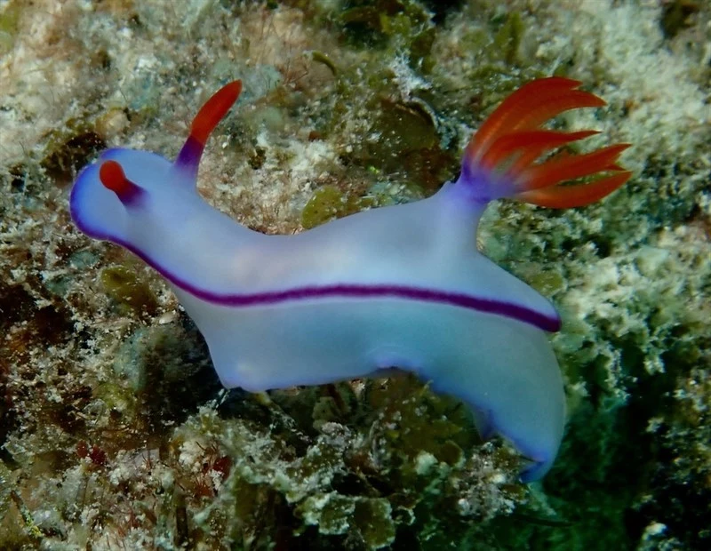 , Nudibranch, Hypselodoris brycei