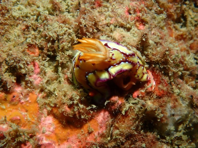 , Hypselodoris cerisae, Hypselodoris cerisae