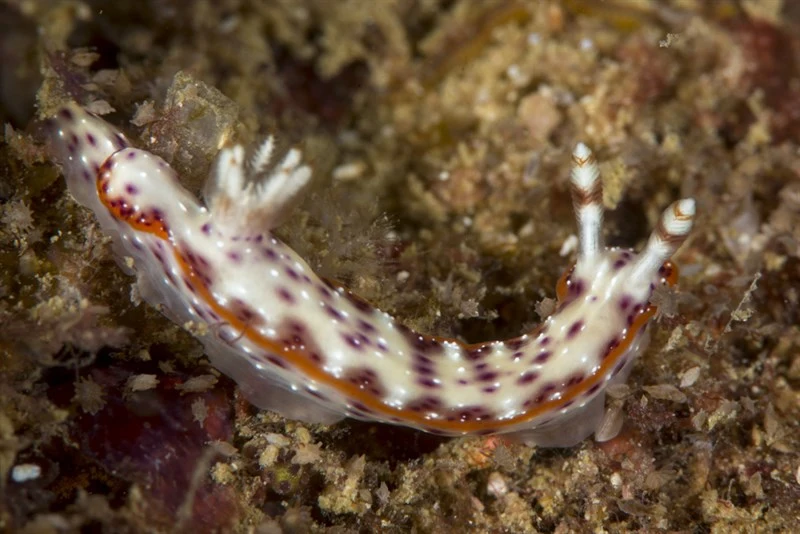 , Nudibranch, Hypselodoris juniperae