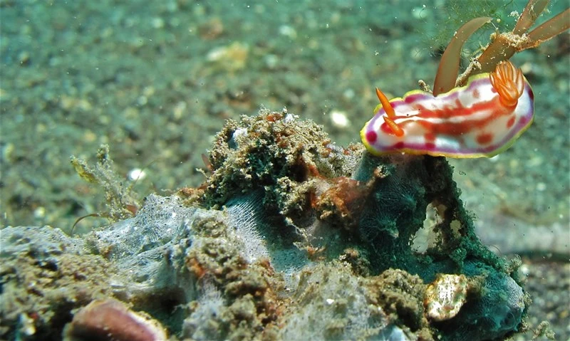 , Nudibranch, Hypselodoris kaname