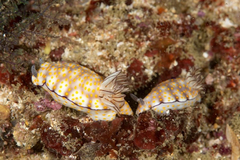 , Cute Risbecia, Beautiful Hypselodoris, Hypselodoris pulchella