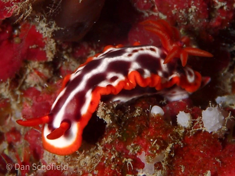, Nudibranch - Hypselodoris purpureomaculosa, Hypselodoris purpureomaculosa