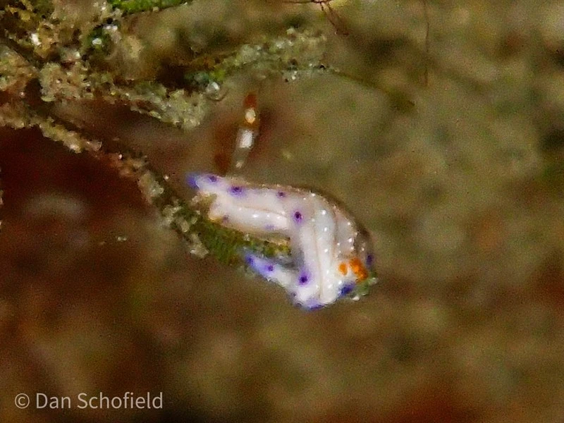 , Nudibranch - Hypselodoris skyleri, Hypselodoris skyleri