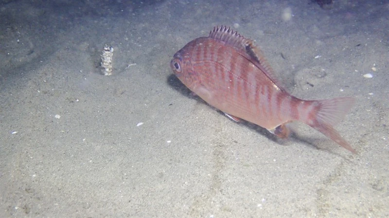 Rainbow seaperch, Rainbow Seaperch, Hypsurus caryi