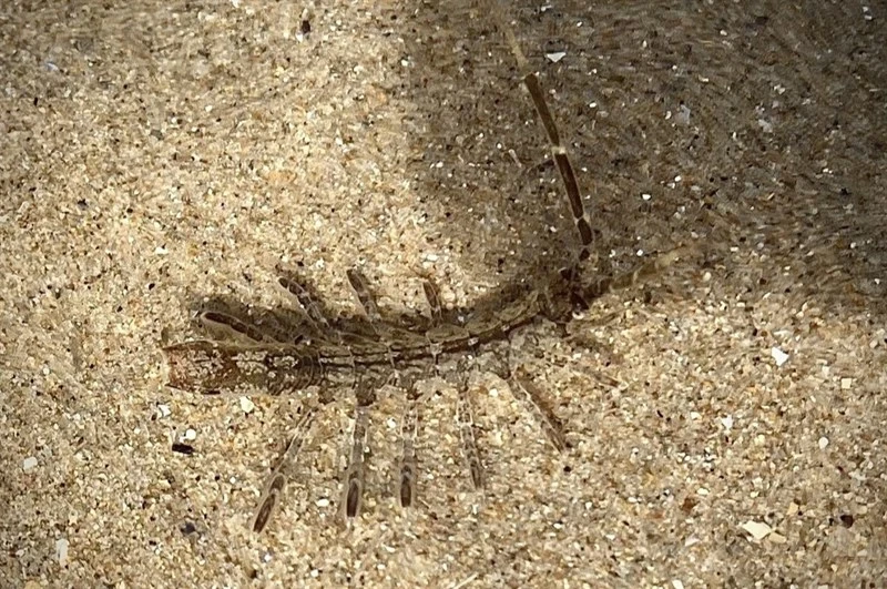 , Idotea linearis
