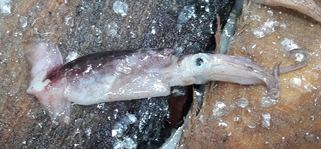 , Illex coindetii, Illex coindetii